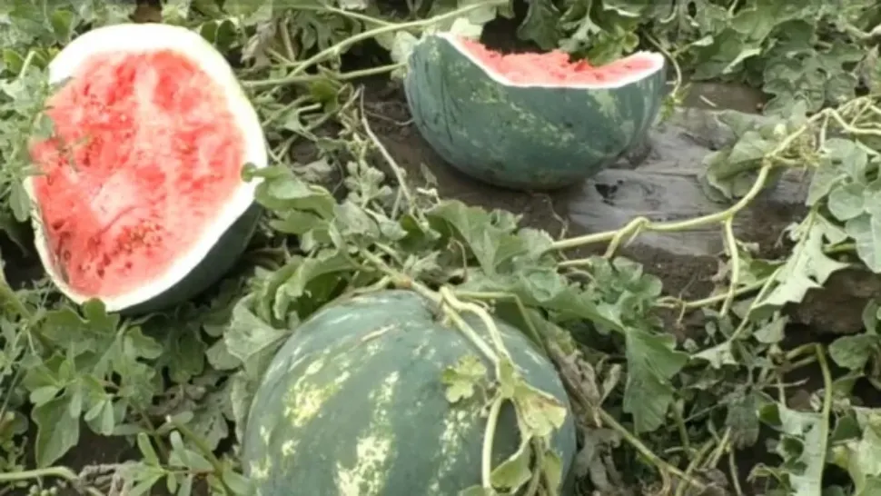 Producția de pepeni, afectată grav de vremea extremă. Pepenii de Dăbuleni putrezesc pe câmpuri