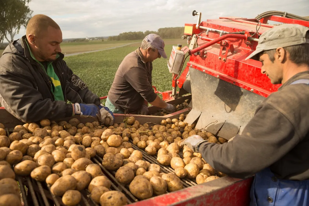 Producţie record de cartofi la un fermier din judeţul Covasna
