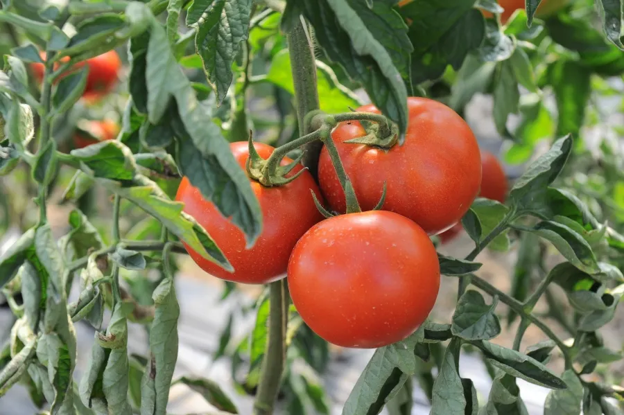 Opt covăsneni înscriși în programul de sprijin pentru tomate urmează să valorifice producția
