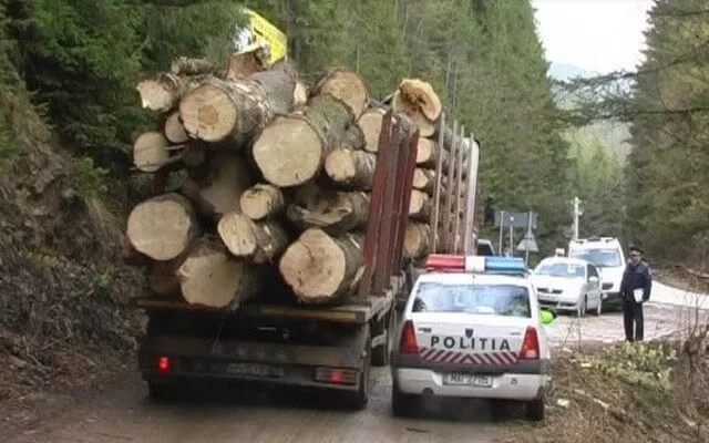 IPJ Covasna, amenzi de aproape 870.000 de lei pentru delicte silvice