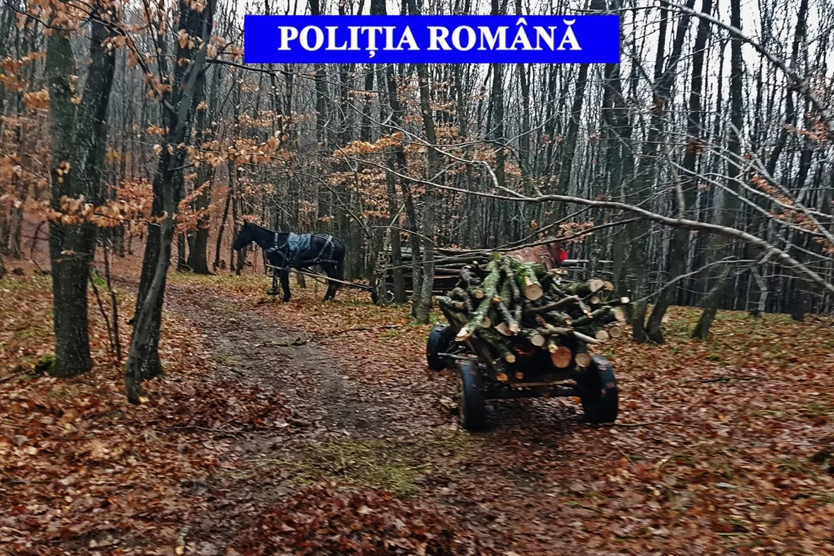 Aproape 7 mc lemn tăiat ilegal, confiscat de poliţiştii întorsureni