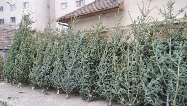 250 de brazi de Crăciun, pregătiți pentru valorificare de Direcția Silvică Covasna