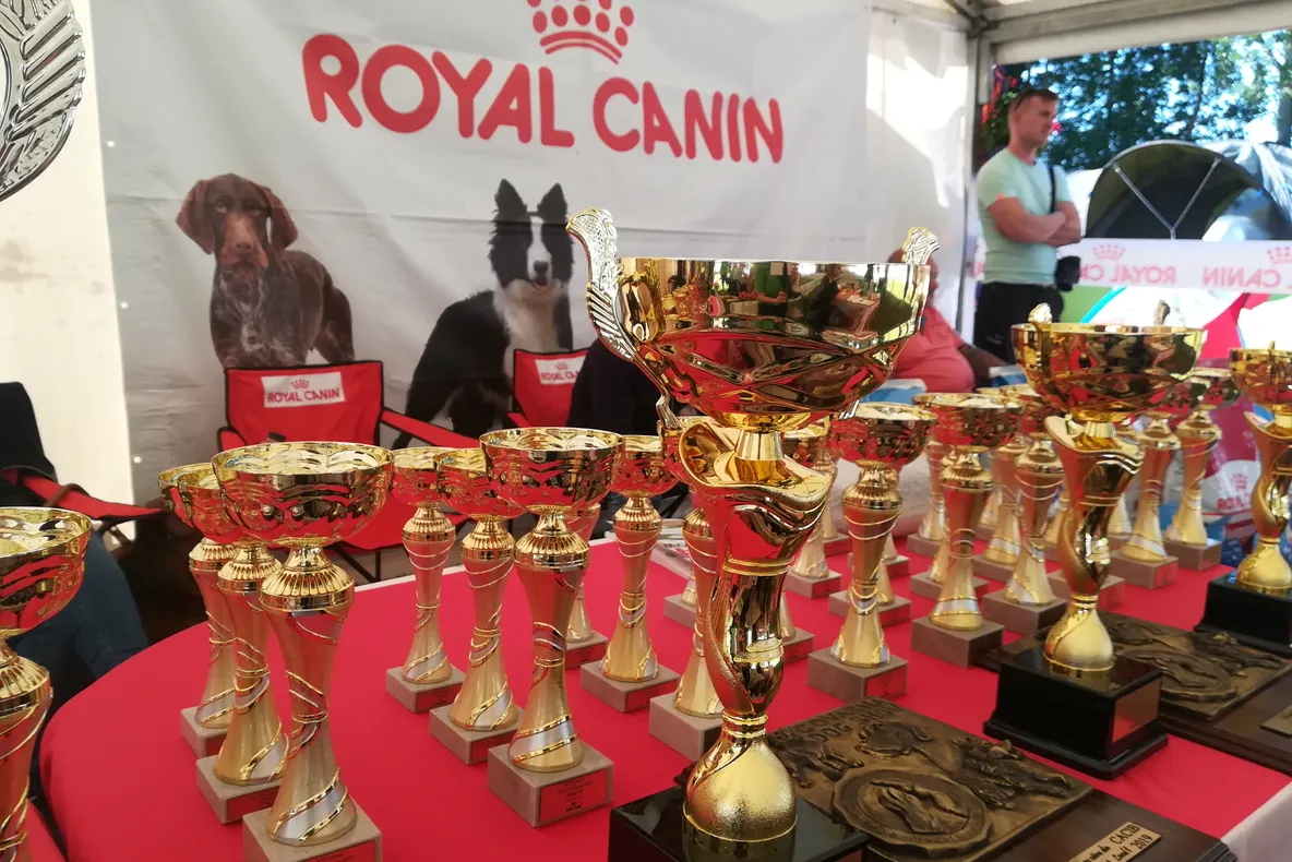 Peste 300 de participanți la ediția din acest an Covasna Dog Show. Rezultate