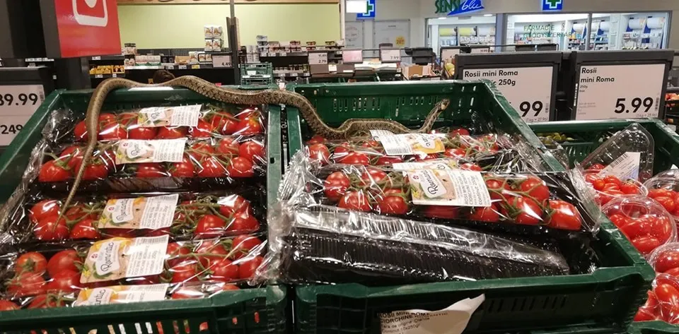 Șarpe între roșii la Kaufland Sfântu Gheorghe. OPC a amendat magazinul cu 10.000 lei