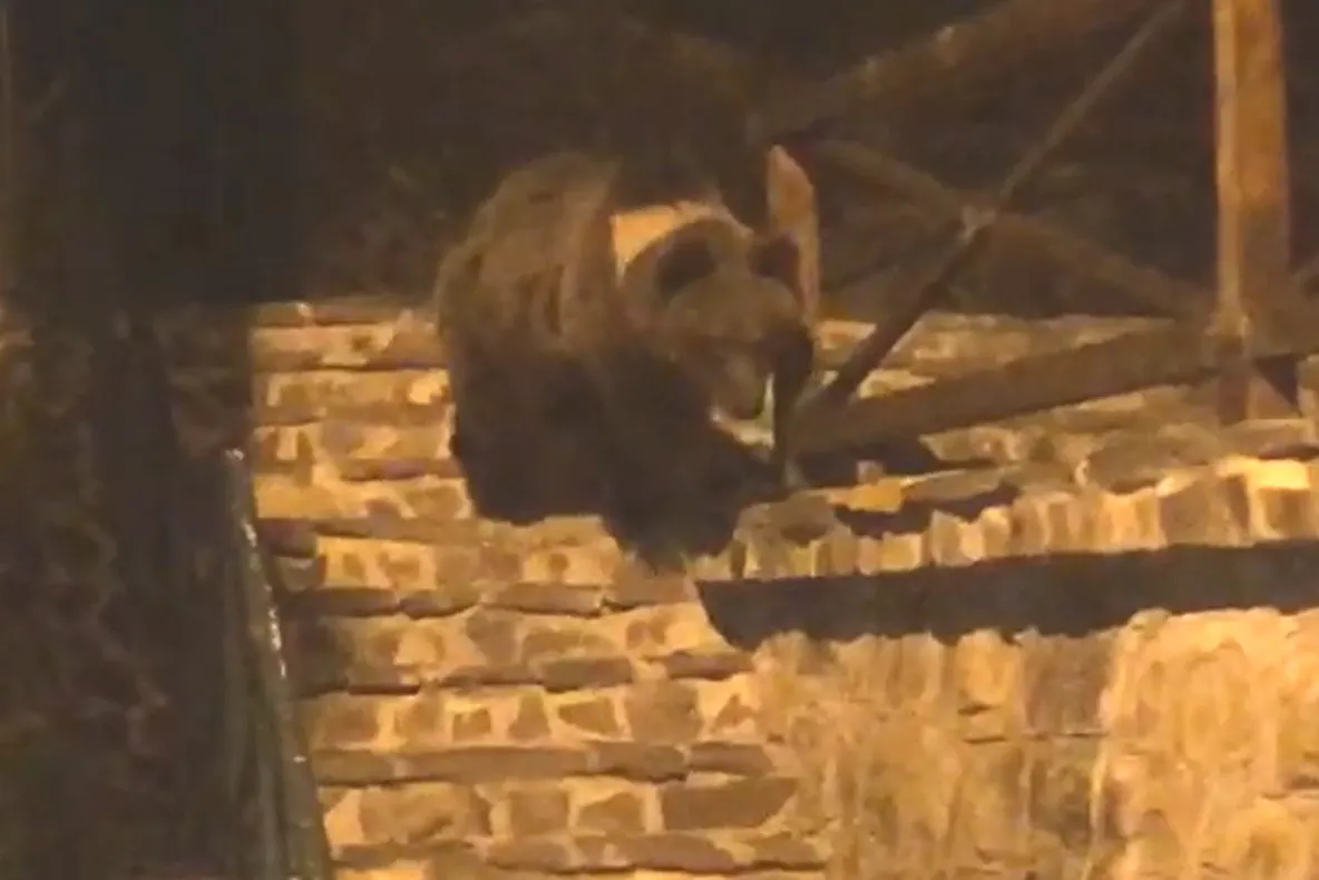 VIDEO. Atenţie! Un urs a fost semnalat la Şugaş Băi