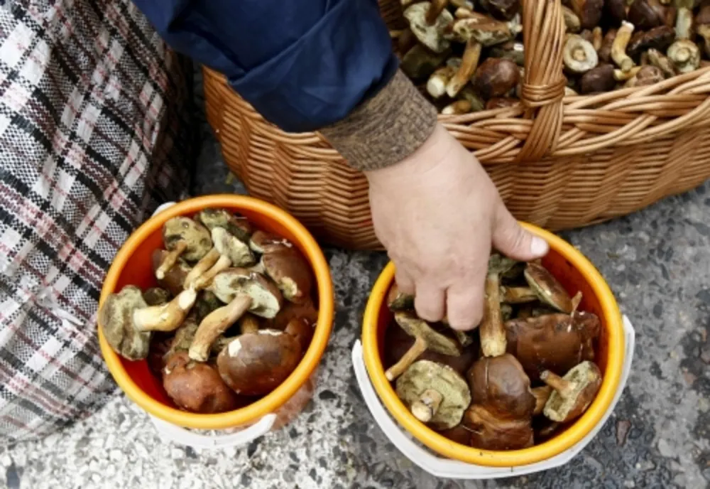 Toamna e sezonul ciupercilor. Cum le recunoaștem pe cele care ne pot fi fatale