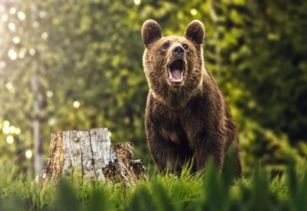 Avertizare Ro-Alert: bărbat atacat de urs în judeţul Covasna