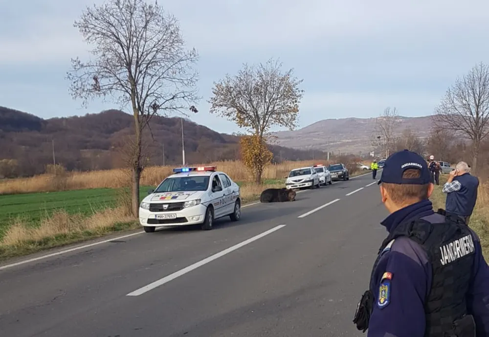 Prefectul de Harghita, demis după ce un urs a agonizat timp de 18 ore pe un drum din judeţ