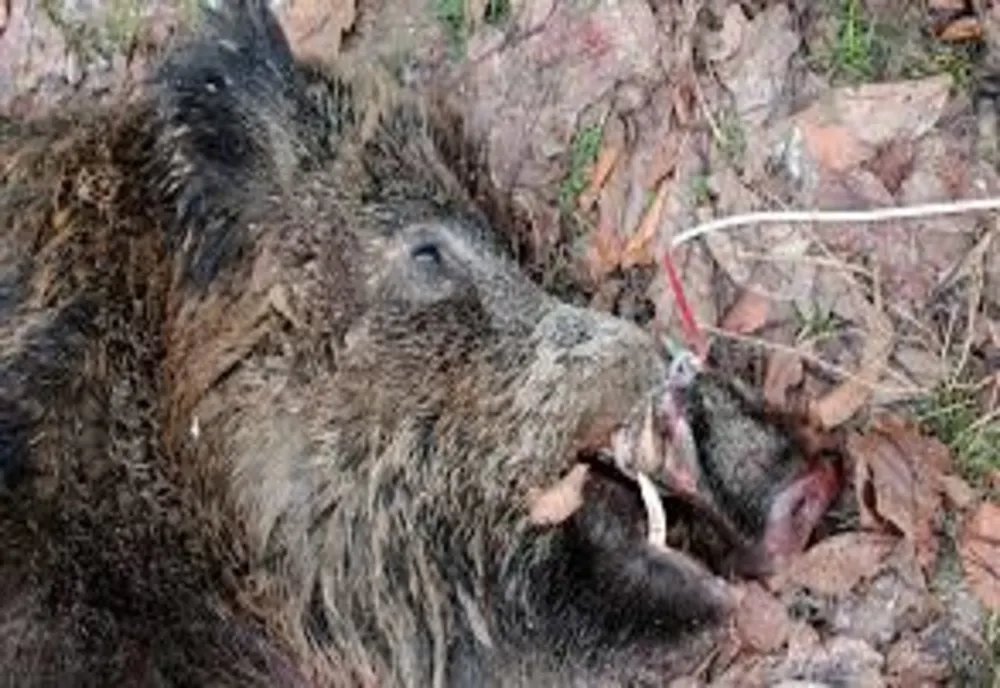 Cazuri noi de pestă porcină în județul Covasna. Autoritățile intensifică controalele