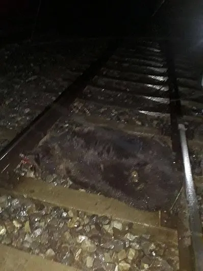 Urs lovit mortal de un tren la Bodoc