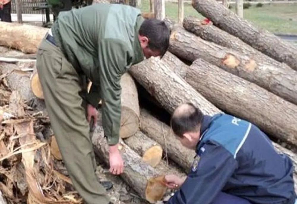 Amenzi de peste 132.000 lei pentru tăieri ilegale şi furt din fondul forestier administrat de Direcţia Silvică Covasna
