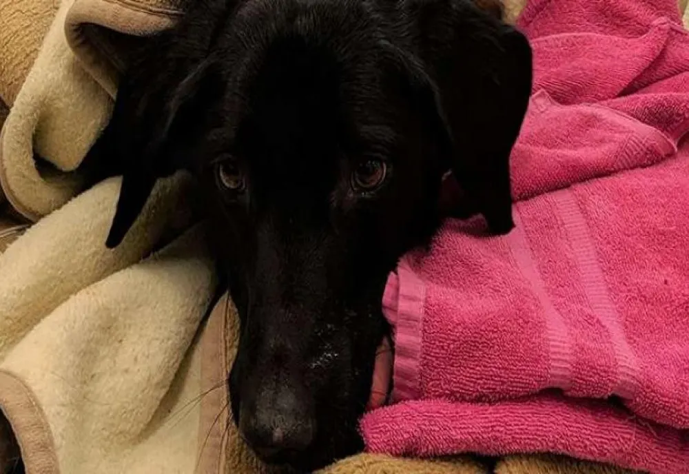  Probleme de sezon: Un labrador a fost salvat de medici după ce a înghiţit 34 de decoraţiuni de Crăciun 