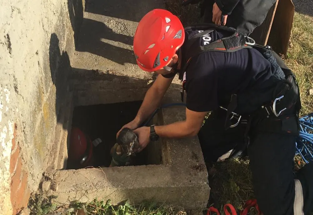 Și animelele sunt importante! Iepuri, berze, cai și pui de urși, printre vietățile salvate de pompierii covăsneni în acest an 