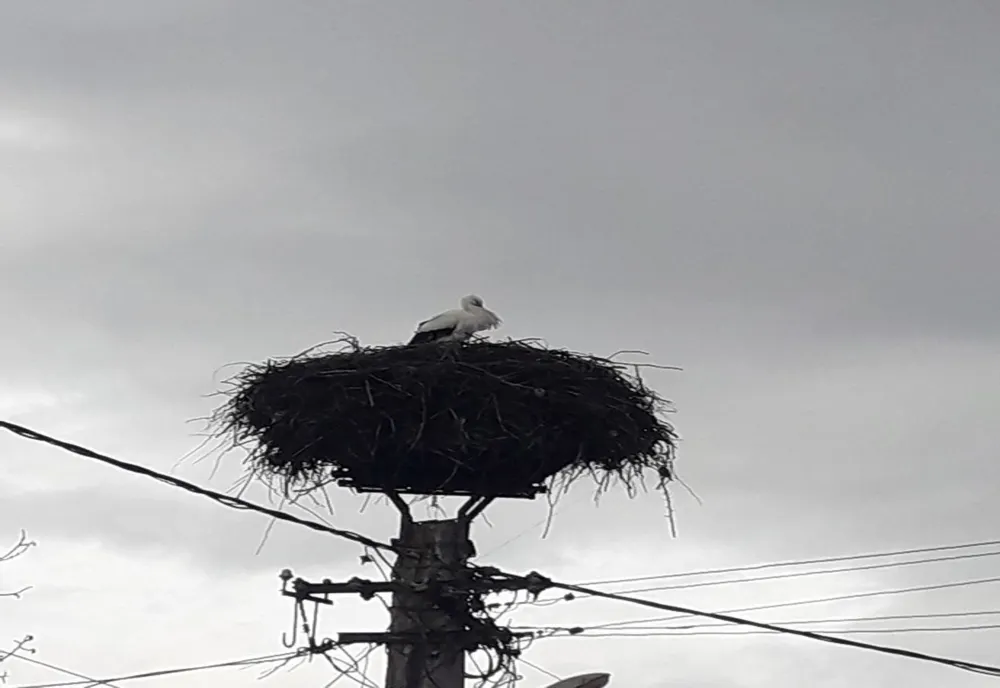 Prima barză din județul Covasna a ajuns luni la Bicfalău
