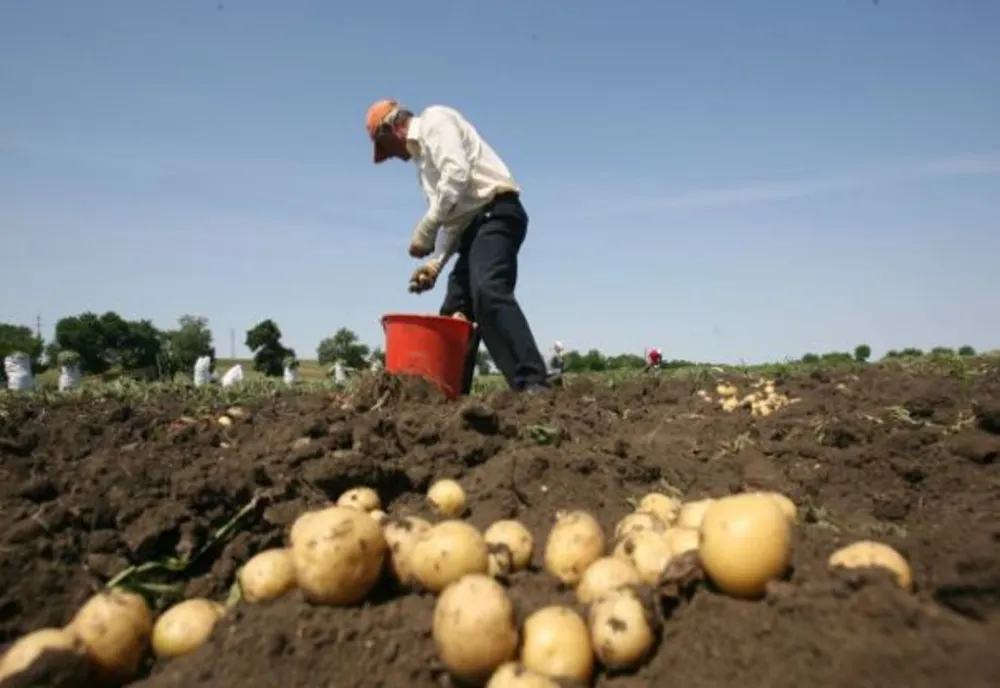 România cheltuie anual 64 de milioane de euro pentru a cumpăra cartofi din import  