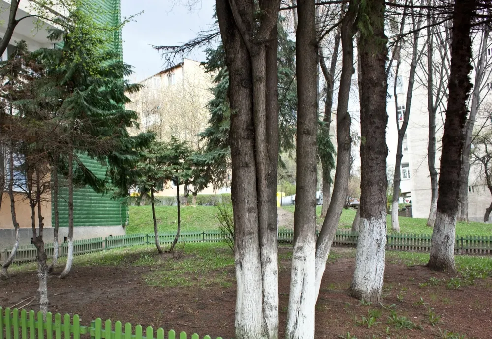 Tăierea și transportarea copacilor din zonele rezidențiale: clarificări privind procesul administrativ