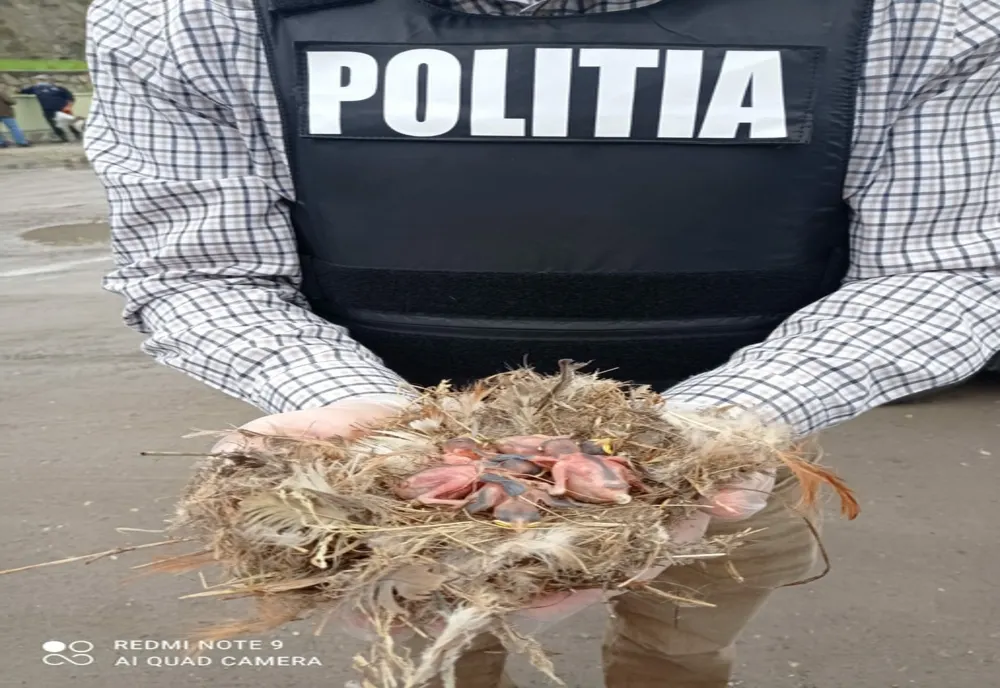 Păsări salvate de polițiștii din cadrul Biroului pentru Protecția Animalelor