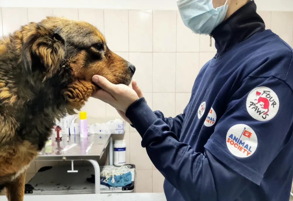 Campanie de sterilizare gratuită a câinilor din Sfântu Gheorghe, Chilieni şi Coşeni