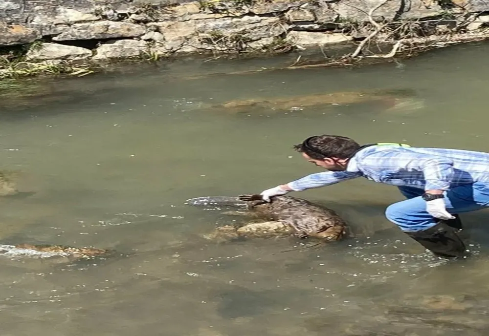 Castor găsit mort în albia pârâului Covasna