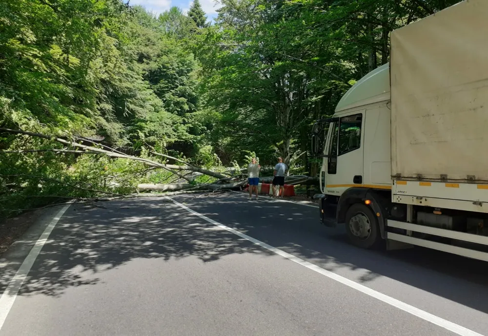 Copac căzut pe carosabil, în județul Covasna