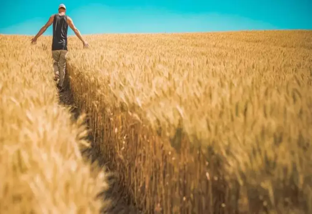 UE a prelungit cu un an importurile la liber din Ucraina. Cum va afecta această decizie fermierii români