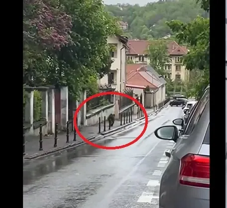 Urs surprins alergând pe un trotuar din Brașov, în zona Facultății de Silvicultură VIDEO