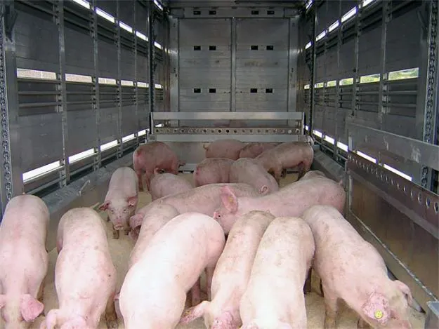 transport ilegal porci