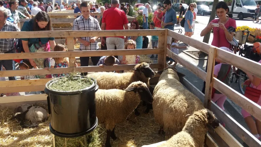 agrofest-3