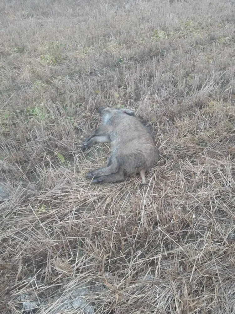 Pesta porcină se extinde în judeţul Covasna. Încă un mistreţ găsit mort 