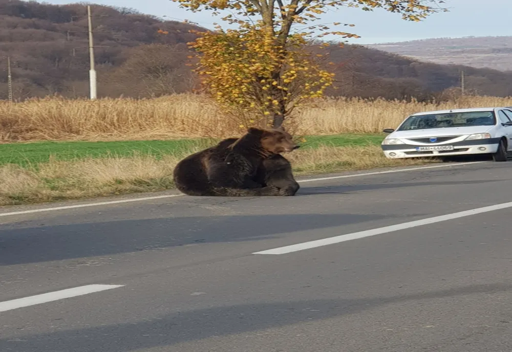 Urs în localitatea harghiteană Praid. Locuitorii, avertizați prin Ro-Alert 
