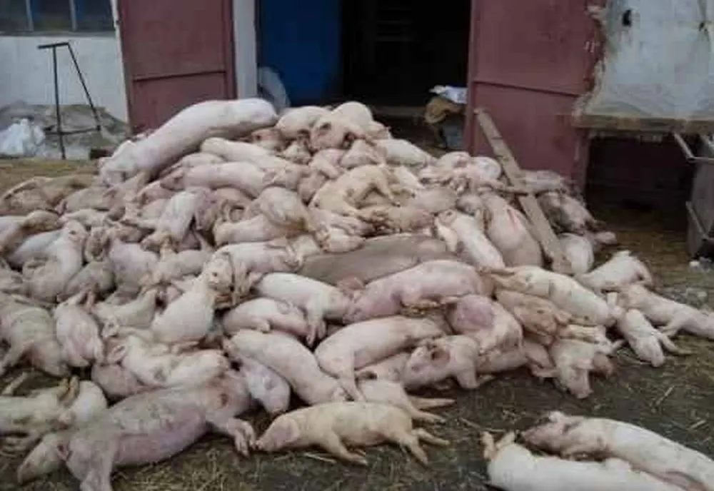 Se extinde pesta porcină în județul Covasna! Noi focare în zona Baraolt