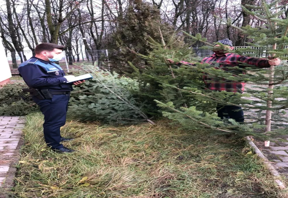Polițiștii din Covasna au confiscat peste 400 de pomi de Crăciun