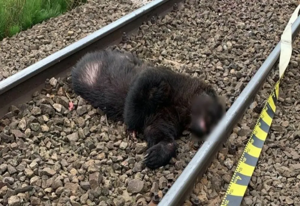 Urs omorât de tren la Bixad