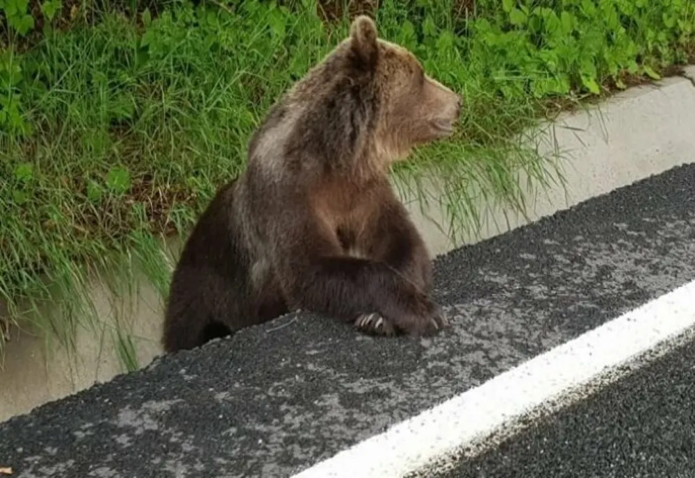 Mesaj RO-ALERT privind prezenţa unui urs în apropierea municipiului Sfântu Gheorghe