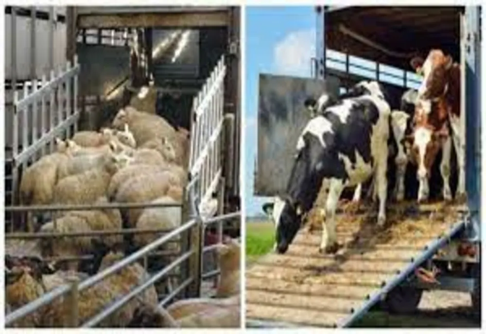 Măsurile obligatorii pe care trebuie să le respecte crescătorii de animale  în perioadele caniculare