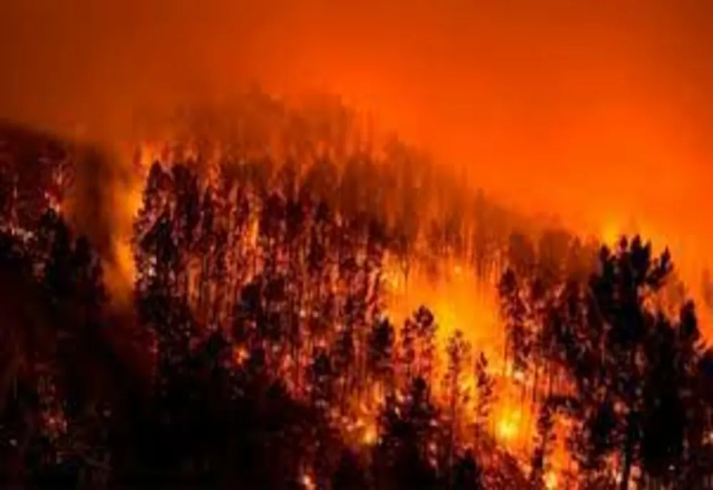 Sprijin financiar pentru refacerea potențialului forestier afectat de incendii, de fenomene meteorologice nefavorabile