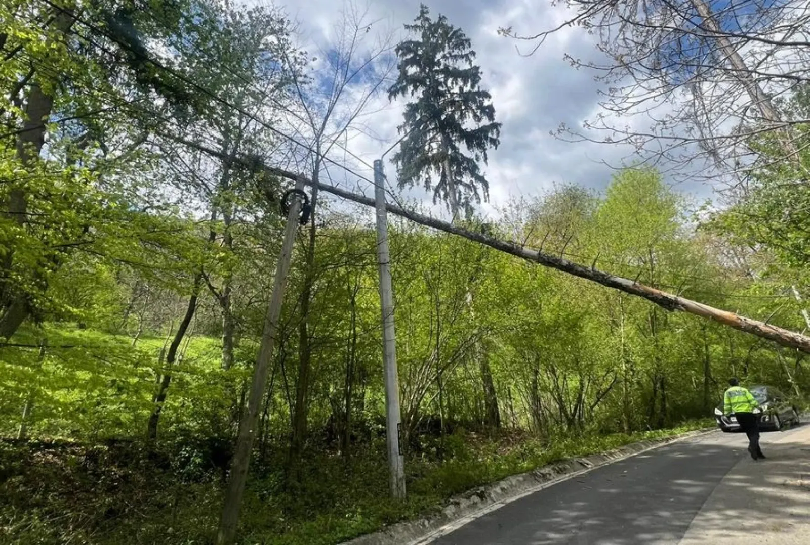 Copaci doborâți