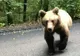 VIDEO | Urs în mijlocul drumului spre Lacul Sfânta Ana