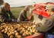 Producţie record de cartofi la un fermier din judeţul Covasna