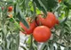 Opt covăsneni înscriși în programul de sprijin pentru tomate urmează să valorifice producția