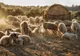 Pe lângă pesta porcină africană, ne amenință și pesta rumegătoarelor mici