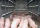 Covăsnean prins în județul Prahova transportând ilegal porci