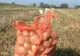 Agricultorii covăsneni mulțumiți de culturile din 2018