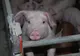 Transport ilegal de porci depistat pe raza județului Covasna. Autoritățile au luat măsuri pentru prevenirea răspândirii pestei porcine