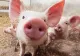 Pesta porcină se extinde! Peste 200 de exploatații de porci vor fi controlate în judeţul Covasna