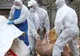 Noi cazuri de pestă porcină confirmate la Sfântu Gheorghe. DSV Covasna a trecut la uciderea porcilor din cartierul Őrkő