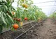 Fermierii covăsneni, așteptați să se înscrie la programul de sprijin pentru tomate