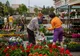 Expoziție și târg de flori și grădinărit, în weekend, la Sfântu Gheorghe