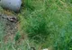 Excremente în butoi, pe o stradă din municipiul Sfântu Gheorghe