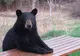 La Balvanyos turiștii iau masa pe terasă cu urșii. Animalele intră în gospodării și de 3-4 ori pe zi